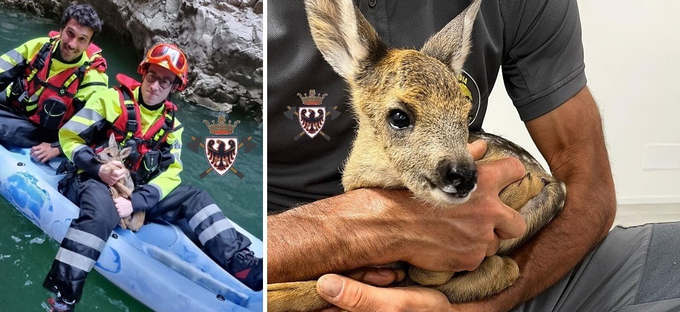 Foto Federazione dei vigili del fuoco volontari del Trentino – corpo vv.f. di Revò Piccolo di capriolo cade nel canyon a Revò: i vigili del fuoco lo portano in salvo con il gommone